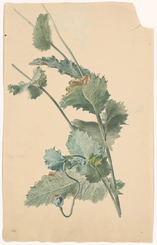 Papaver Wall Art by anonymous - High-Resolution Digital Print