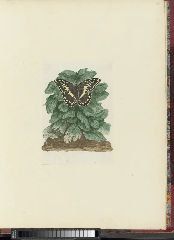 Papilio demodocus op een ongeïndentificeerde plant Wall Art by Robert Jacob Gordon - High-Resolution Digital Print