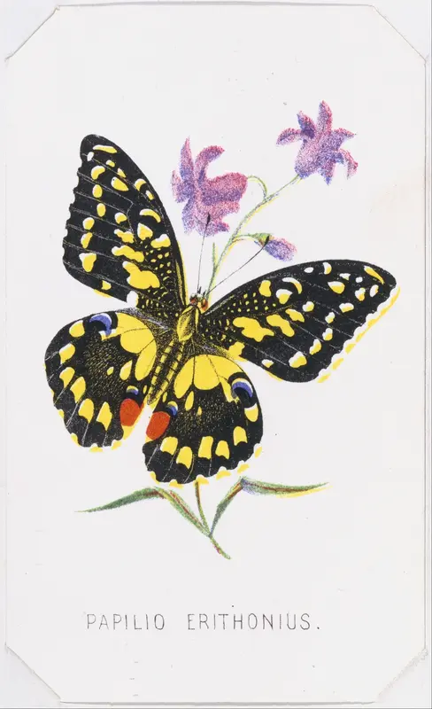 Papilio Erithonius, from "The Butterflies and Moths of America", Part 1 Wall Art by Louis Prang & Co. - High-Resolution Digital Print