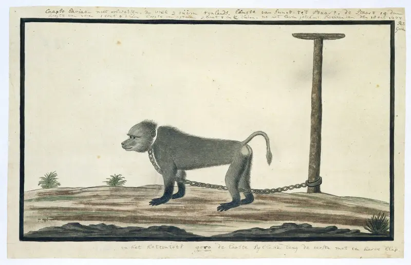 Papio ursinus (Chacma baboon) Wall Art by Unknown - High-Resolution Digital Print