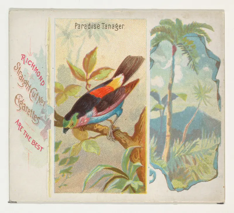 Paradise Tanager, from Birds of the Tropics series (N38) for Allen & Ginter Cigarettes Wall Art by Allen & Ginter - High-Resolution Digital Print
