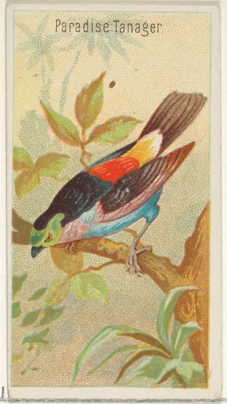 Paradise Tanager, from the Birds of the Tropics series (N5) for Allen & Ginter Cigarettes Brands Wall Art by Allen & Ginter - High-Resolution Digital Print