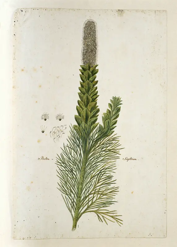 Paranomus sceptrum-gustavianum (Sparrm.) Hylander Wall Art by Robert Jacob Gordon - High-Resolution Digital Print