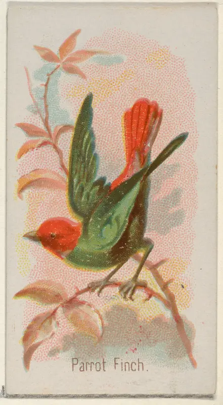 Parrot Finch, from the Song Birds of the World series (N23) for Allen & Ginter Cigarettes Wall Art by Allen & Ginter - High-Resolution Digital Print
