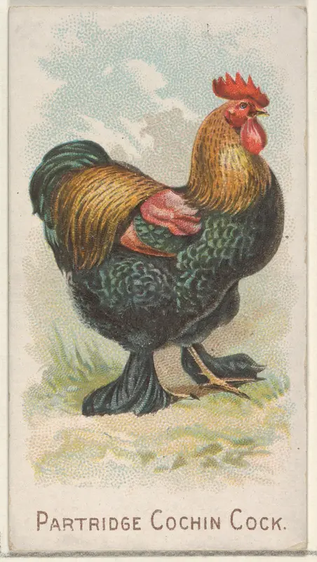Partridge Cochin Cock, from the Prize and Game Chickens series (N20) for Allen & Ginter Cigarettes Wall Art by Allen & Ginter - High-Resolution Digital Print