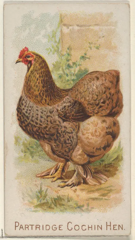 Partridge Cochin Hen, from the Prize and Game Chickens series (N20) for Allen & Ginter Cigarettes Wall Art by Allen & Ginter - High-Resolution Digital Print