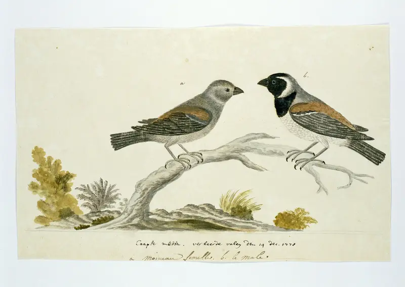 Passer melanurus (Kaapse mus) Wall Art by Robert Jacob Gordon - High-Resolution Digital Print