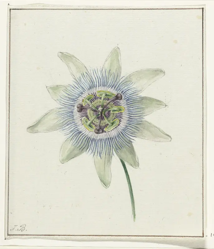 Passiebloem Wall Art by Jean Bernard - High-Resolution Digital Print