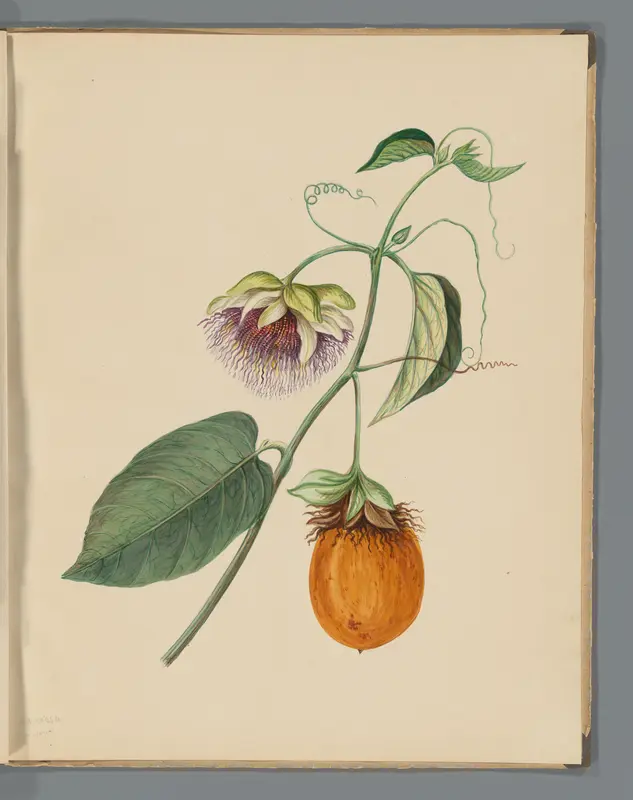 Passievrucht (Passiflora laurifolia) Wall Art by Unknown - High-Resolution Digital Print