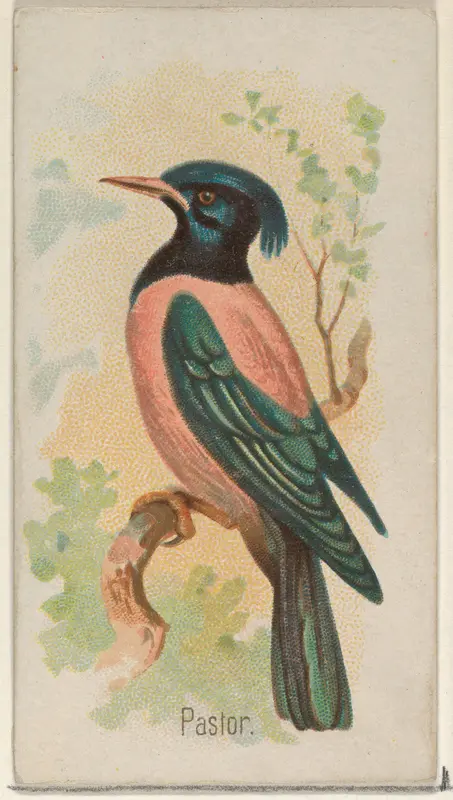 Pastor, from the Song Birds of the World series (N23) for Allen & Ginter Cigarettes Wall Art by Allen & Ginter - High-Resolution Digital Print