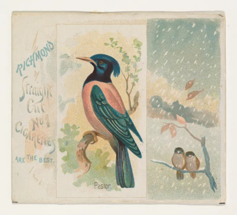 Pastor, from the Song Birds of the World series (N42) for Allen & Ginter Cigarettes Wall Art by Allen & Ginter - High-Resolution Digital Print
