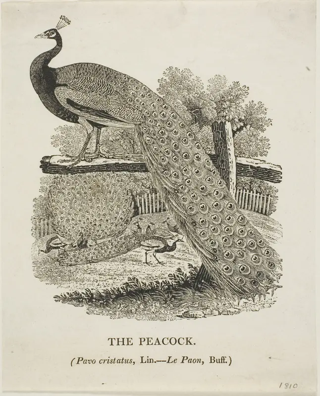 Peacock Wall Art by Thomas Bewick - High-Resolution Digital Print