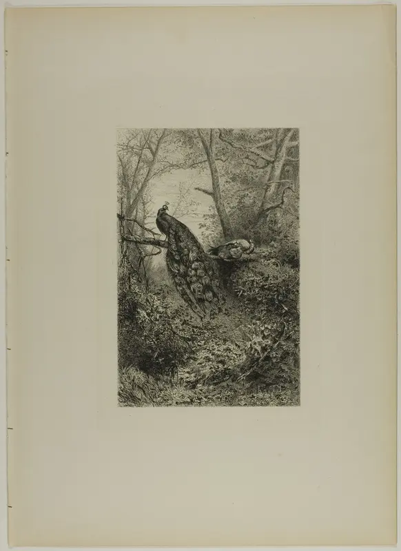 Peacocks on a Bough Wall Art by Karl Bodmer - High-Resolution Digital Print