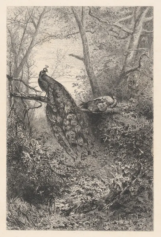 Peacocks on a Branch Wall Art by Karl Bodmer - High-Resolution Digital Print
