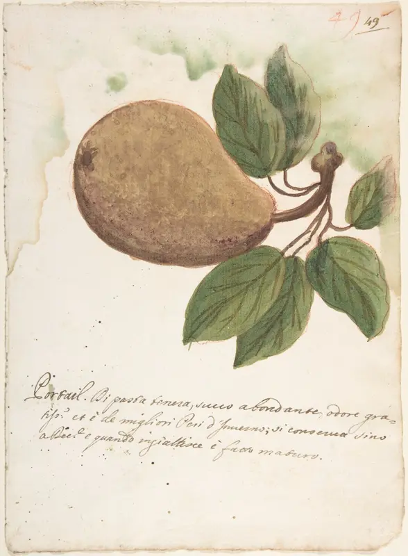 Pear Wall Art by Anonymous, Italian, Venetian, 18th century - High-Resolution Digital Print