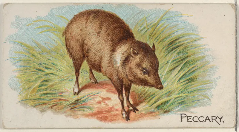 Peccary, from the Quadrupeds series (N21) for Allen & Ginter Cigarettes Wall Art by Allen & Ginter - High-Resolution Digital Print