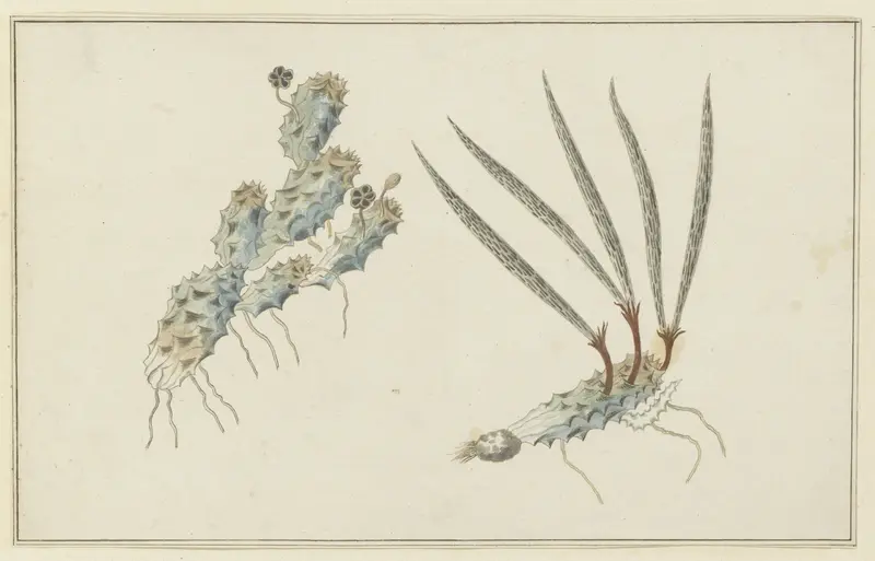 Pectinaria articulata (Ait.) Wall Art by Robert Jacob Gordon - High-Resolution Digital Print