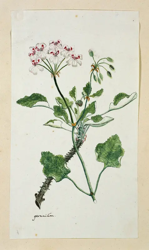 Pelargonium echinatum W. Curtis Wall Art by Robert Jacob Gordon - High-Resolution Digital Print