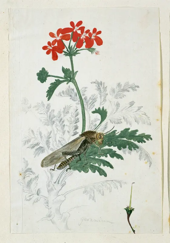 Pelargonium fulgidum L'Hérit, met een Gryllida (krekel) Wall Art by Robert Jacob Gordon - High-Resolution Digital Print
