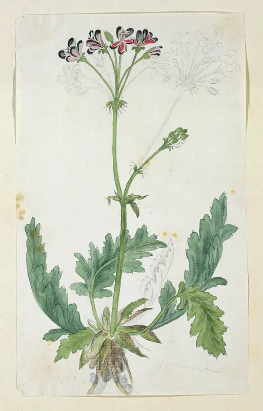 Pelargonium pulchellum Sims Wall Art by Robert Jacob Gordon - High-Resolution Digital Print