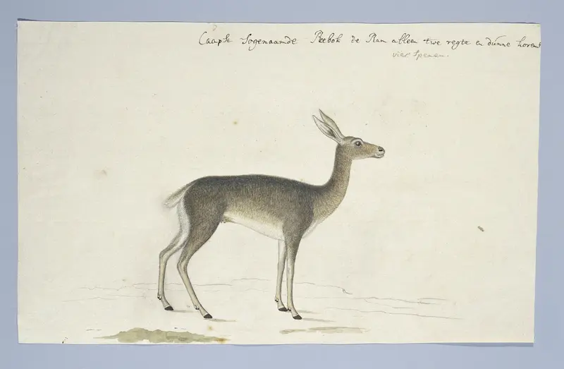 Pelea capreolus (Reebokantilope) Wall Art by Robert Jacob Gordon - High-Resolution Digital Print