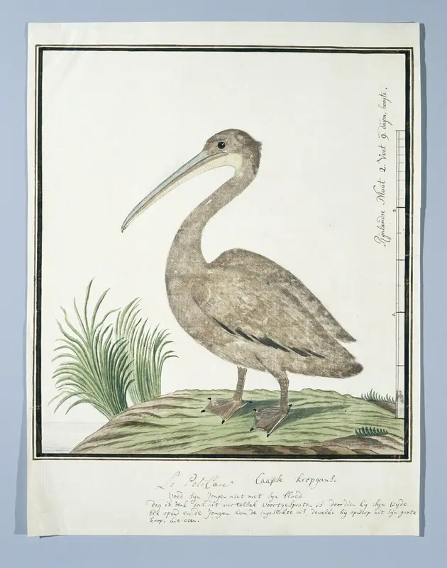 Pelecanus rufescens (Pink-backed pelican) Wall Art by Robert Jacob Gordon - High-Resolution Digital Print