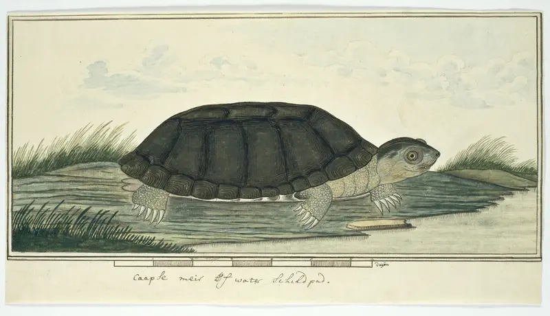 Pelomedusa subrufa (African helmeted turtle) Wall Art by Unknown - High-Resolution Digital Print