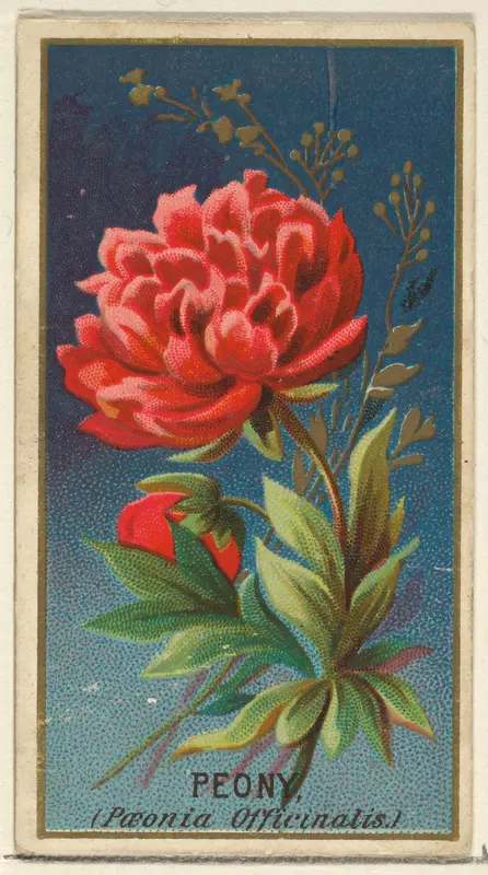 Peony (Paeonia Officinatis), from the Flowers series for Old Judge Cigarettes Wall Art by Goodwin & Company - High-Resolution Digital Print