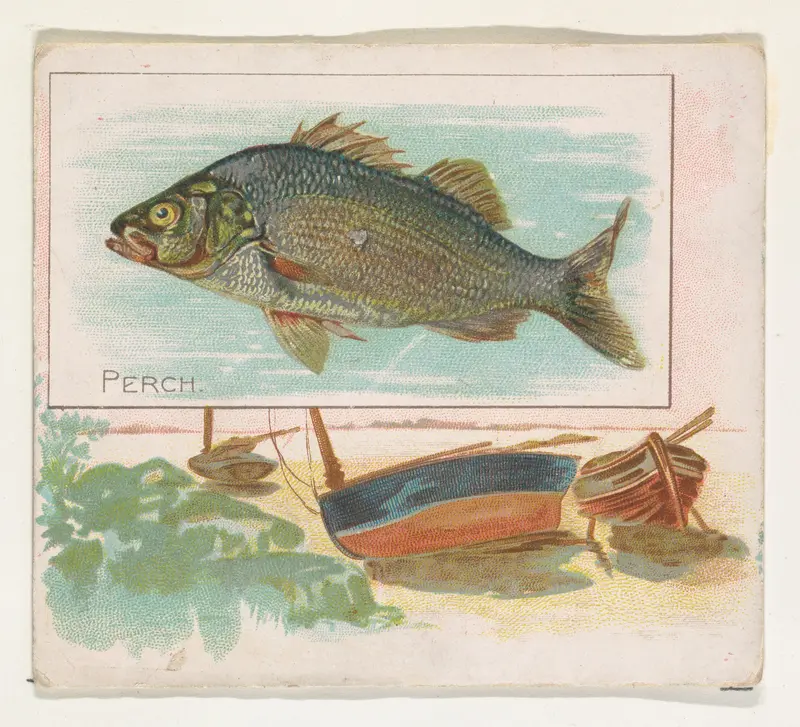 Perch, from Fish from American Waters series (N39) for Allen & Ginter Cigarettes Wall Art by Allen & Ginter - High-Resolution Digital Print