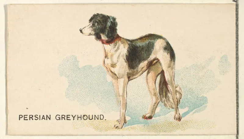 Persian Greyhound, from the Dogs of the World series for Old Judge Cigarettes Wall Art by Goodwin & Company - High-Resolution Digital Print