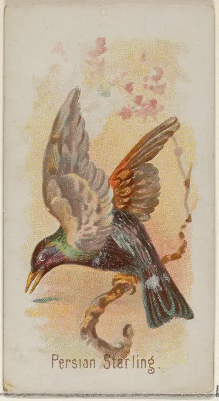 Persian Starling, from the Song Birds of the World series (N23) for Allen & Ginter Cigarettes Wall Art by Allen & Ginter - High-Resolution Digital Print