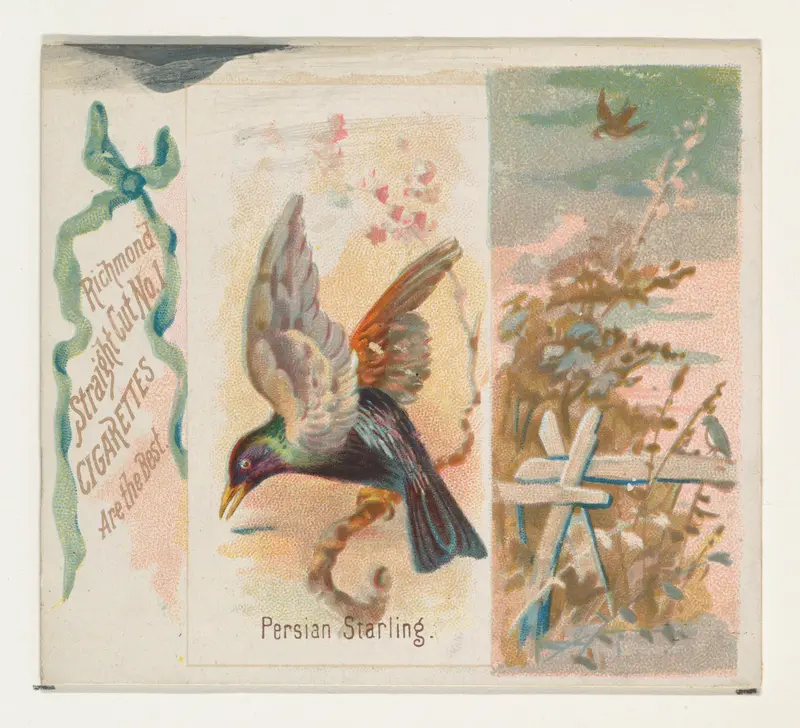 Persian Starling, from the Song Birds of the World series (N42) for Allen & Ginter Cigarettes Wall Art by Allen & Ginter - High-Resolution Digital Print