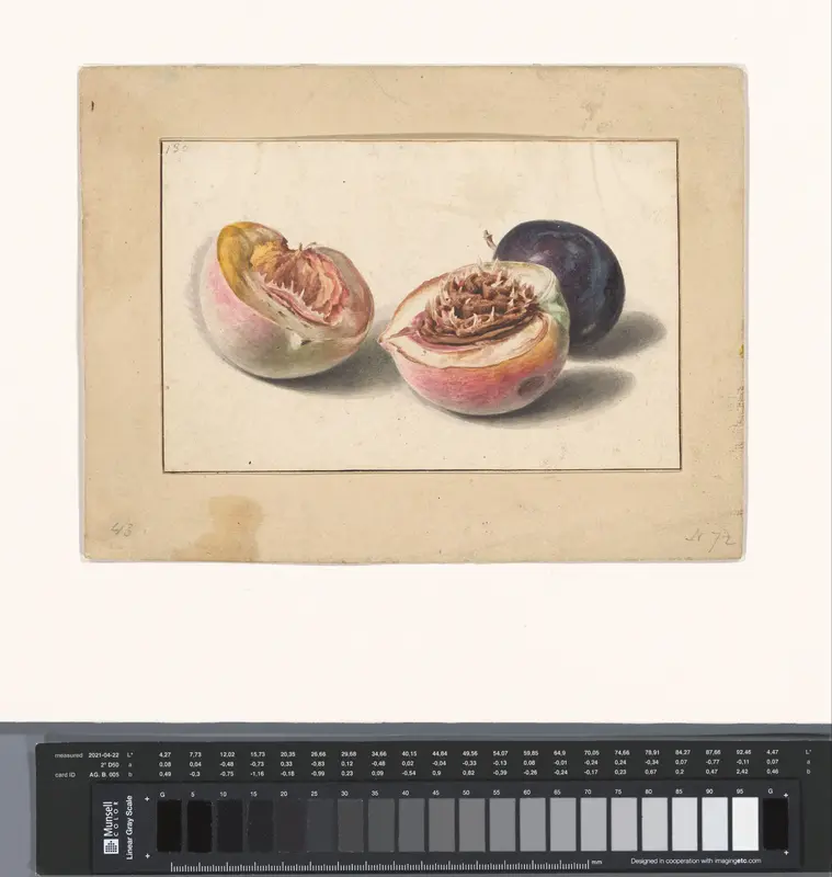 Perzik en pruim Wall Art by Unknown - High-Resolution Digital Print