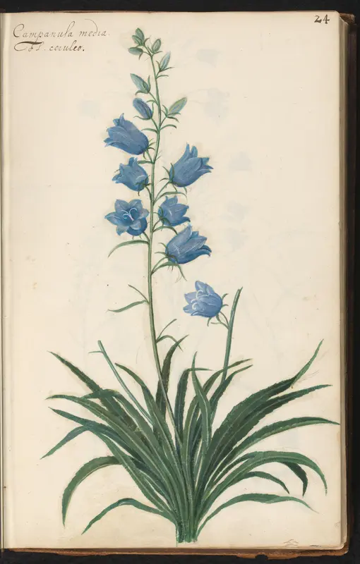 Perzikbladklokje (Campanula persicifolia 'Coerulea') Wall Art by anonymous - High-Resolution Digital Print