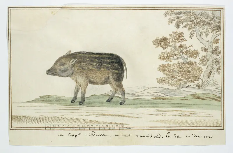 Phacochoerus aethiopicus aethiopicus (Cape warthog) Wall Art by Robert Jacob Gordon - High-Resolution Digital Print