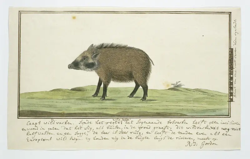 Phacochoerus aethiopicus aethiopicus (Woestijnknobbelzwijn; vrouwelijk) Wall Art by Robert Jacob Gordon - High-Resolution Digital Print