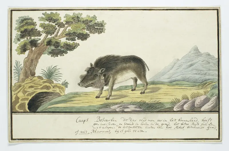 Phacochoerus aethiopicus aethiopicus (Woestijnknobbelzwijn) Wall Art by Robert Jacob Gordon - High-Resolution Digital Print