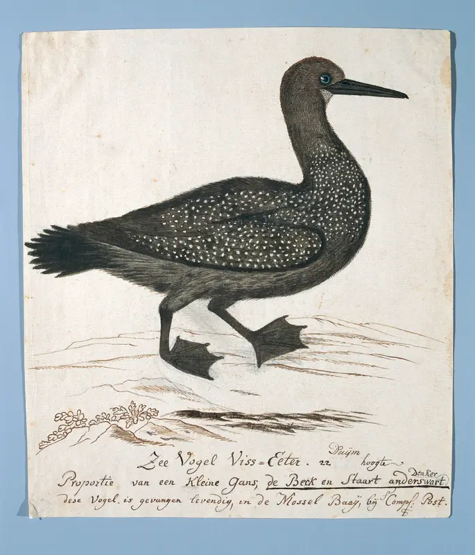 Phalacrocorax capensis (Cape cormorant) Wall Art by Robert Jacob Gordon - High-Resolution Digital Print