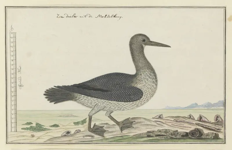 Phalacrocorax capensis (Kaapse aalscholver) Wall Art by Robert Jacob Gordon - High-Resolution Digital Print