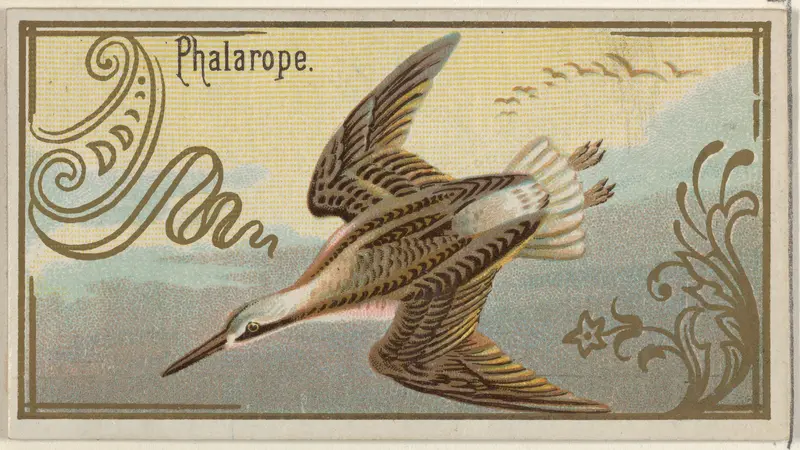 Phalarope, from the Game Birds series (N13) for Allen & Ginter Cigarettes Brands Wall Art by Allen & Ginter - High-Resolution Digital Print