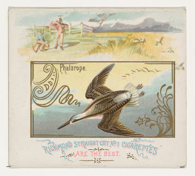 Phalarope, from the Game Birds series (N40) for Allen & Ginter Cigarettes Wall Art by Allen & Ginter - High-Resolution Digital Print