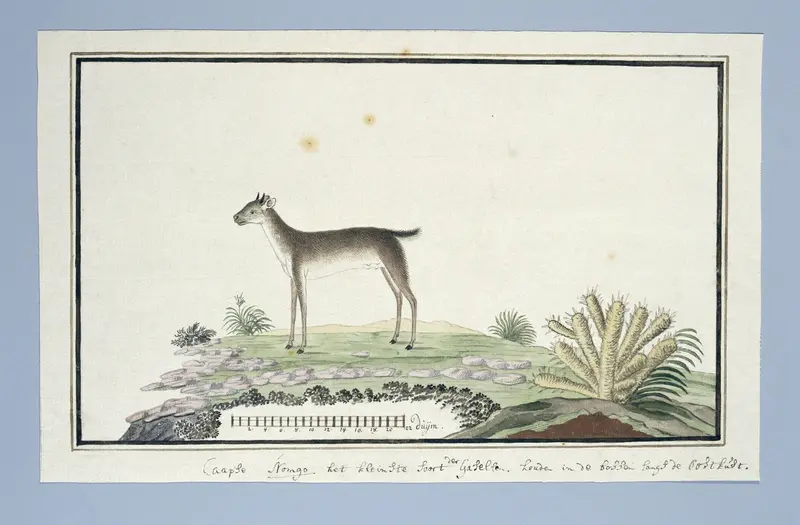 Philantomba monticola (Blue duiker) Wall Art by Robert Jacob Gordon - High-Resolution Digital Print