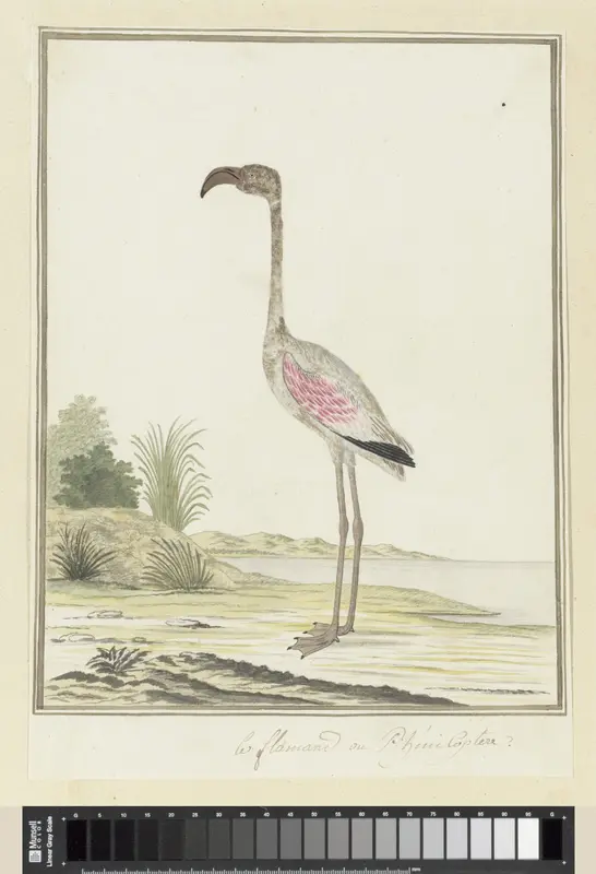 Phoeniconaias minor (Kleine flamingo) Wall Art by Robert Jacob Gordon - High-Resolution Digital Print