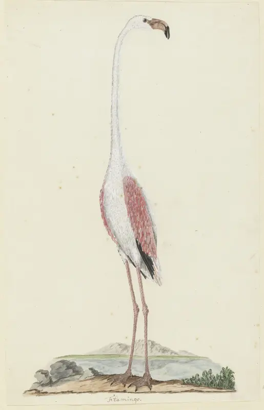 Phoenicopterus ruber roseus (Grote flamingo) Wall Art by Robert Jacob Gordon - High-Resolution Digital Print