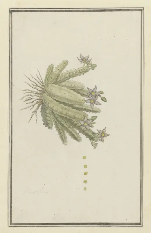 Piaranthus geminatus (Masson) N.E. Br. Wall Art by Robert Jacob Gordon - High-Resolution Digital Print