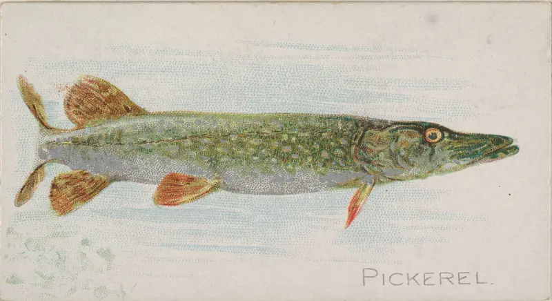 Pickerel, from the Fish from American Waters series (N8) for Allen & Ginter Cigarettes Brands Wall Art by Allen & Ginter - High-Resolution Digital Print