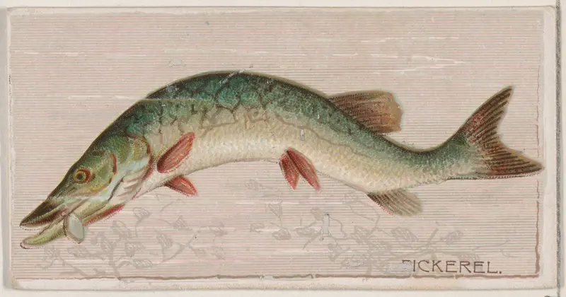 Pickerel, from the series Fishers and Fish (N74) for Duke brand cigarettes Wall Art by Knapp & Company - High-Resolution Digital Print