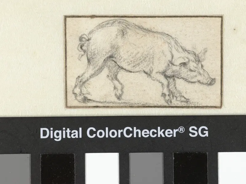 Pig Walking to the Right Wall Art by Unknown - High-Resolution Digital Print
