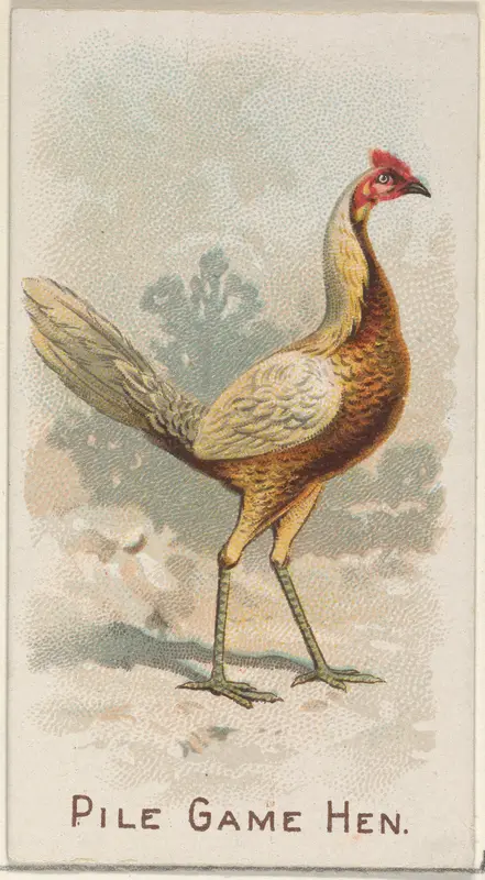 Pile Game Hen, from the Prize and Game Chickens series (N20) for Allen & Ginter Cigarettes Wall Art by Allen & Ginter - High-Resolution Digital Print