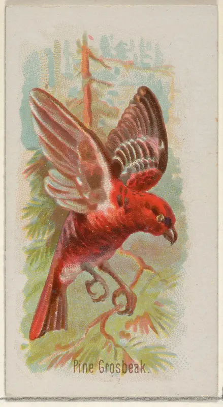 Pine Grosbeak, from the Song Birds of the World series (N23) for Allen & Ginter Cigarettes Wall Art by Allen & Ginter - High-Resolution Digital Print